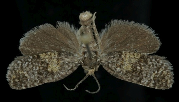 Ptycholomoides aeriferana Ptycholomoides aeriferana