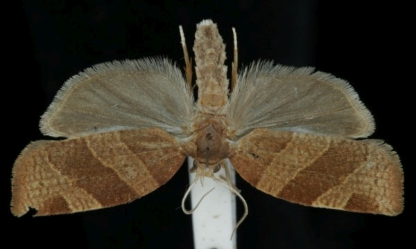 Pandemis cinnamomeana Pandemis cinnamomeana