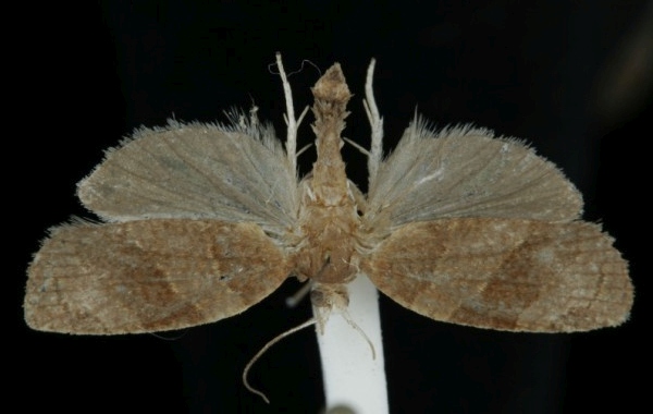 Pandemis cinnamomeana Pandemis cinnamomeana