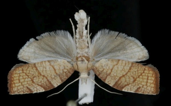 Pandemis corylana Pandemis corylana