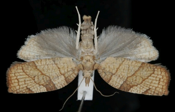 Pandemis corylana Pandemis corylana