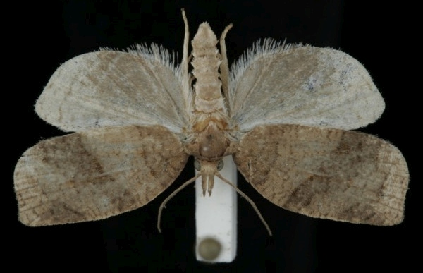 Pandemis dumetana Pandemis dumetana
