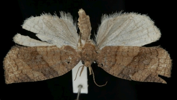 Pandemis dumetana Pandemis dumetana