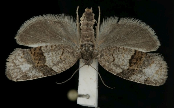 Syndemis musculana Syndemis musculana