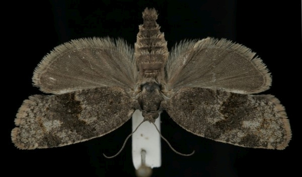 Syndemis musculana Syndemis musculana