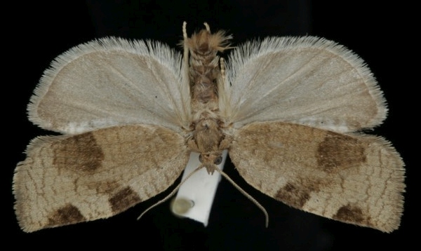 Lozotaenia forsterana Lozotaenia forsterana
