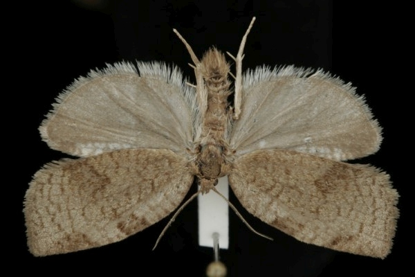 Lozotaenia forsterana Lozotaenia forsterana