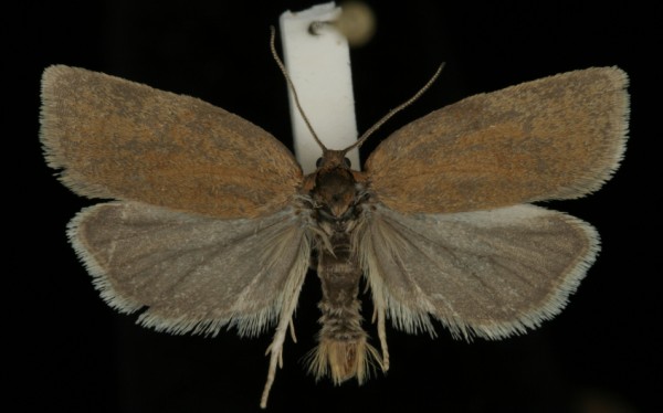 Aphelia viburnana Aphelia viburnana