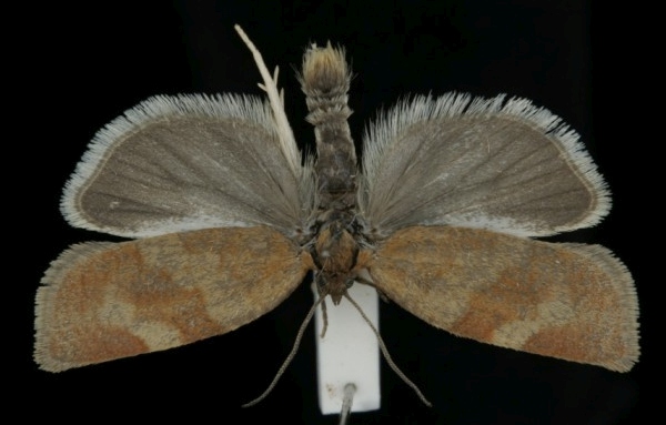 Aphelia viburnana Aphelia viburnana