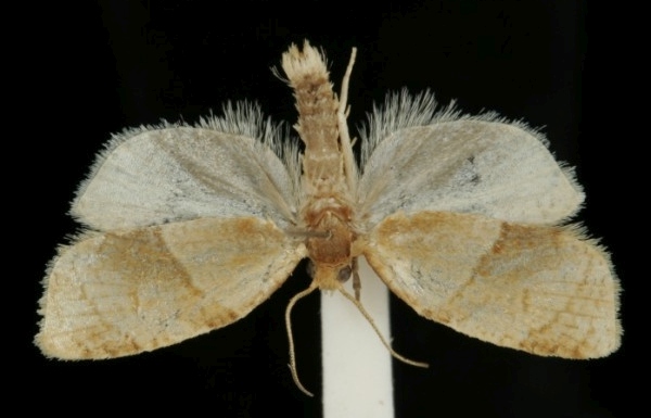 Clepsis rurinana Clepsis rurinana