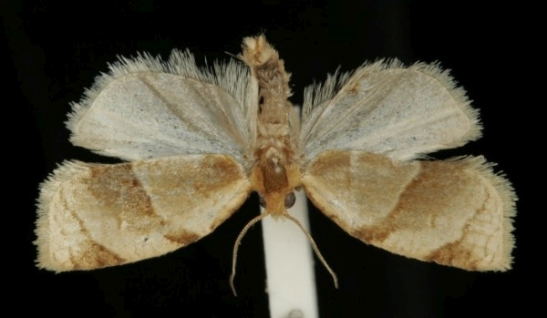 Clepsis rurinana Clepsis rurinana