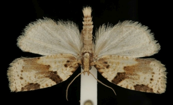 Clepsis spectrana Clepsis spectrana