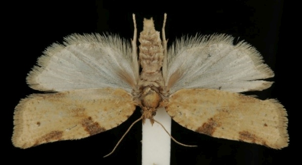 Clepsis spectrana Clepsis spectrana