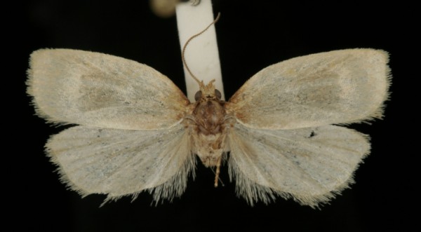 Clepsis spectrana Clepsis spectrana