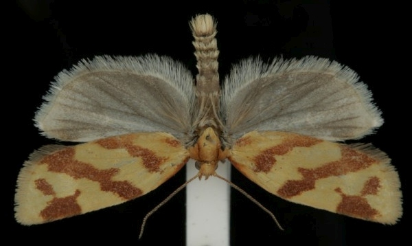 Clepsis pallidana Clepsis pallidana