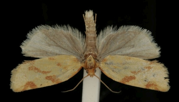 Clepsis pallidana Clepsis pallidana