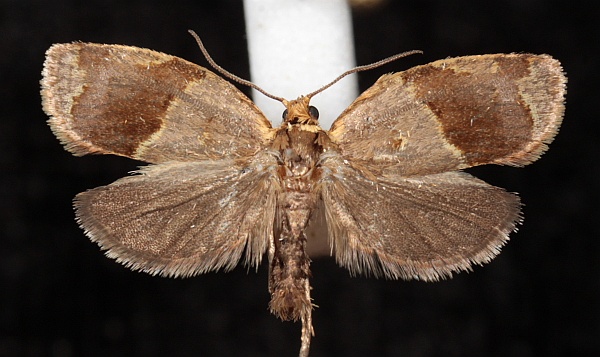 Clepsis dumicolana Clepsis dumicolana