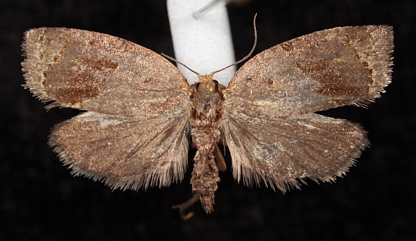 Clepsis dumicolana Clepsis dumicolana