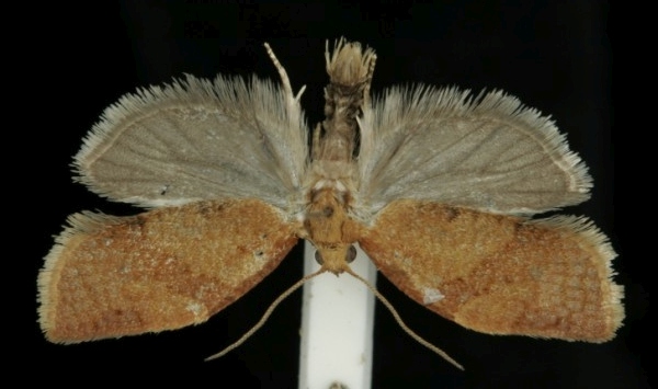 Clepsis consimilana Clepsis consimilana