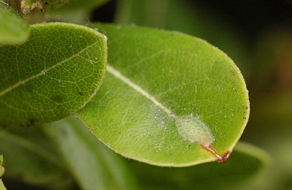 Epiphyas postvittana