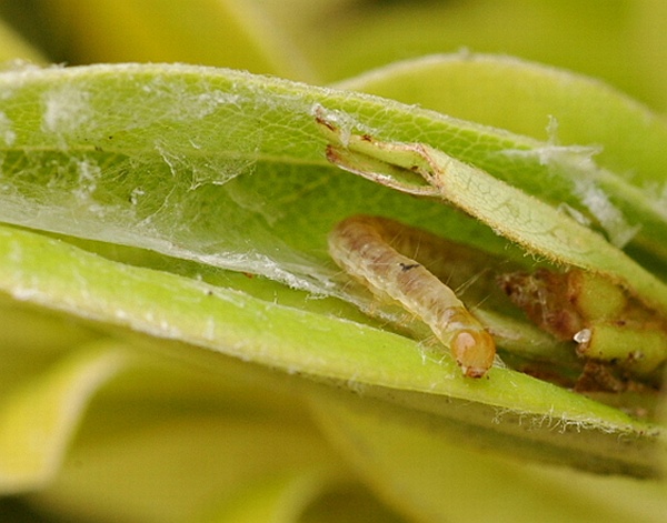 Epiphyas postvittana Epiphyas postvittana