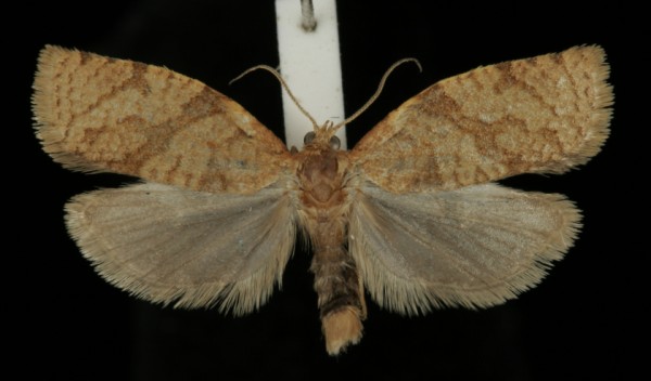 Adoxophyes orana Adoxophyes orana