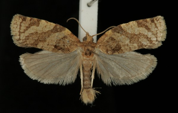 Adoxophyes orana Adoxophyes orana