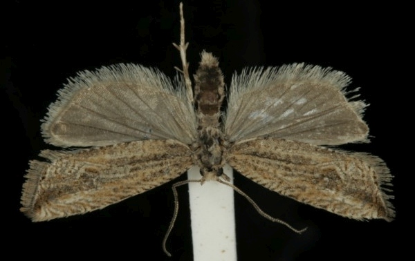 Bactra lancealana Bactra lancealana