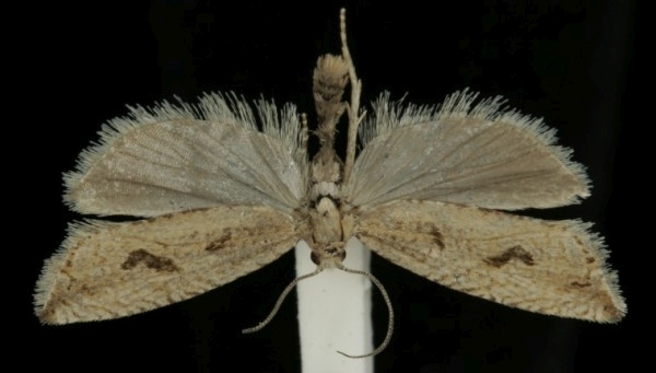 Bactra lancealana Bactra lancealana