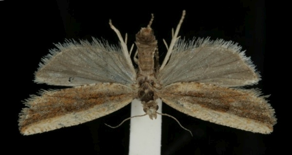 Bactra lancealana Bactra lancealana