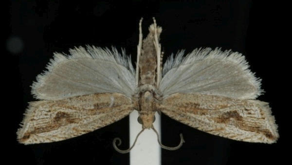 Bactra lacteana Bactra lacteana
