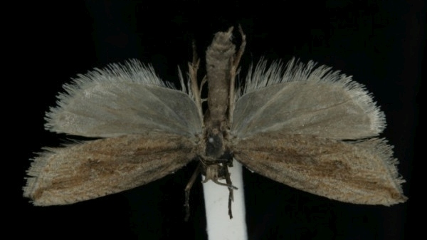 Bactra lacteana Bactra lacteana
