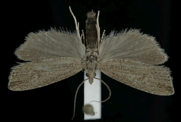 Bactra robustana Bactra robustana