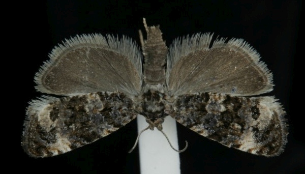 Endothenia oblongana Endothenia oblongana