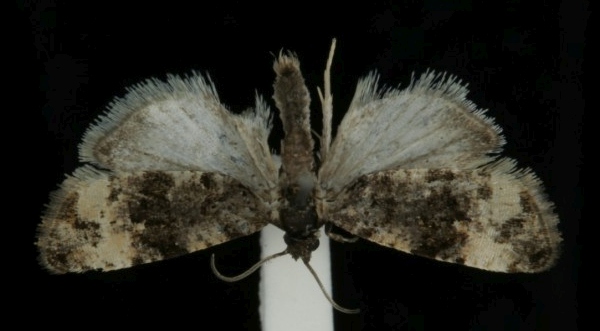 Endothenia marginana Endothenia marginana