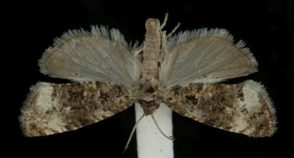 Endothenia marginana Endothenia marginana