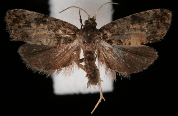 Endothenia nigricostana Endothenia nigricostana