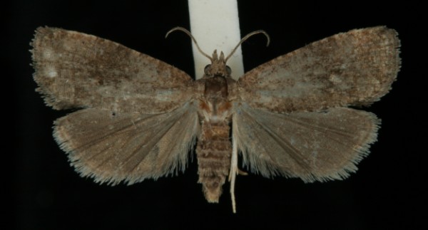 Endothenia ericetana Endothenia ericetana