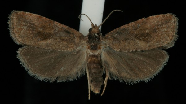 Endothenia ericetana Endothenia ericetana