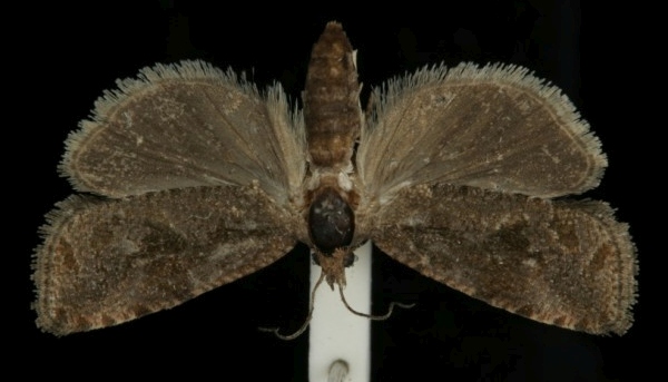 Endothenia ericetana Endothenia ericetana