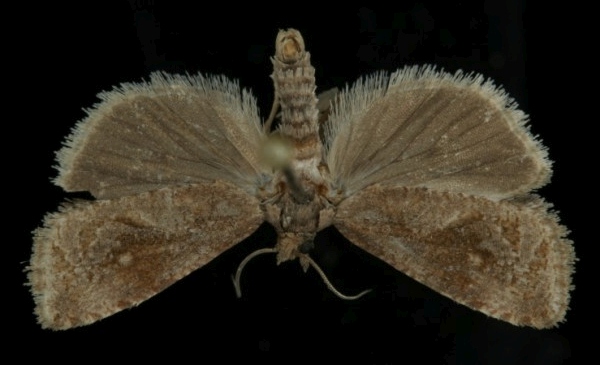 Endothenia ericetana Endothenia ericetana