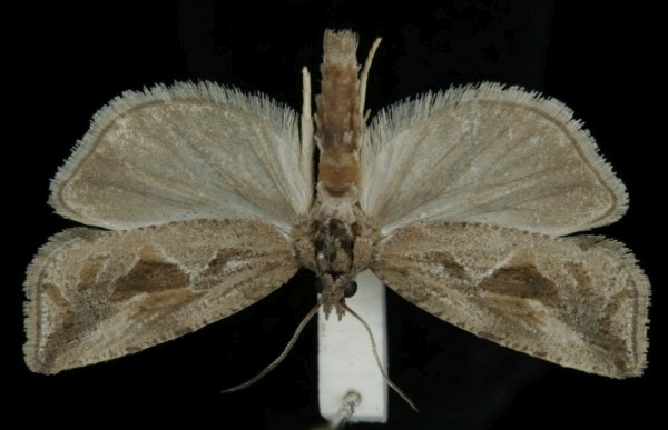 Endothenia quadrimaculana Endothenia quadrimaculana
