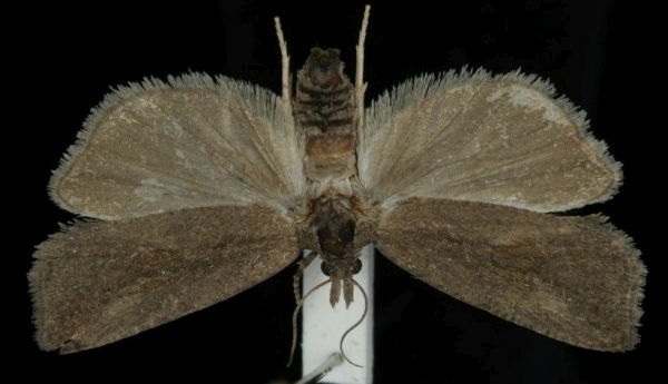 Endothenia quadrimaculana Endothenia quadrimaculana