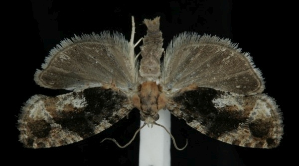 Eudemis profundana