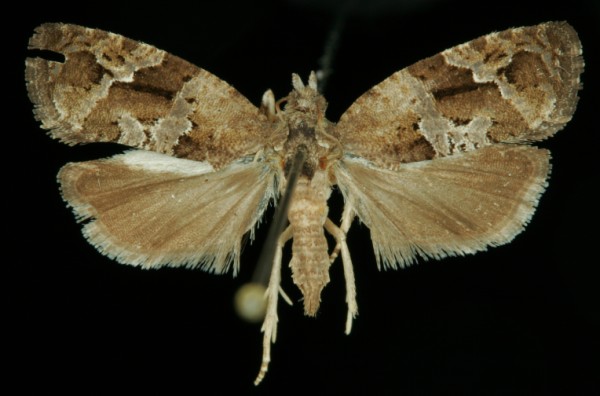 Eudemis porphyrana Eudemis porphyrana