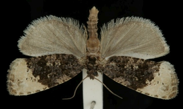 Hedya ochroleucana Hedya ochroleucana