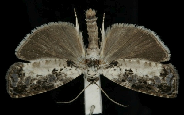 Hedya salicella Hedya salicella