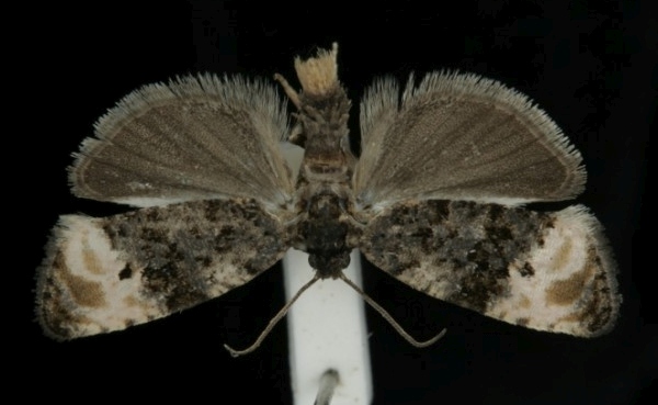 Hedya atropunctana Hedya atropunctana