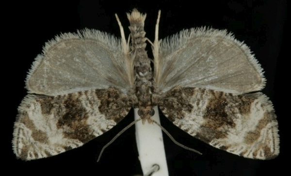 Orthotaenia undulana Orthotaenia undulana
