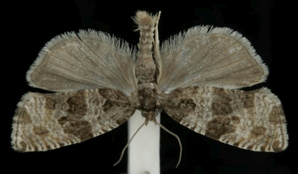 Orthotaenia undulana Orthotaenia undulana